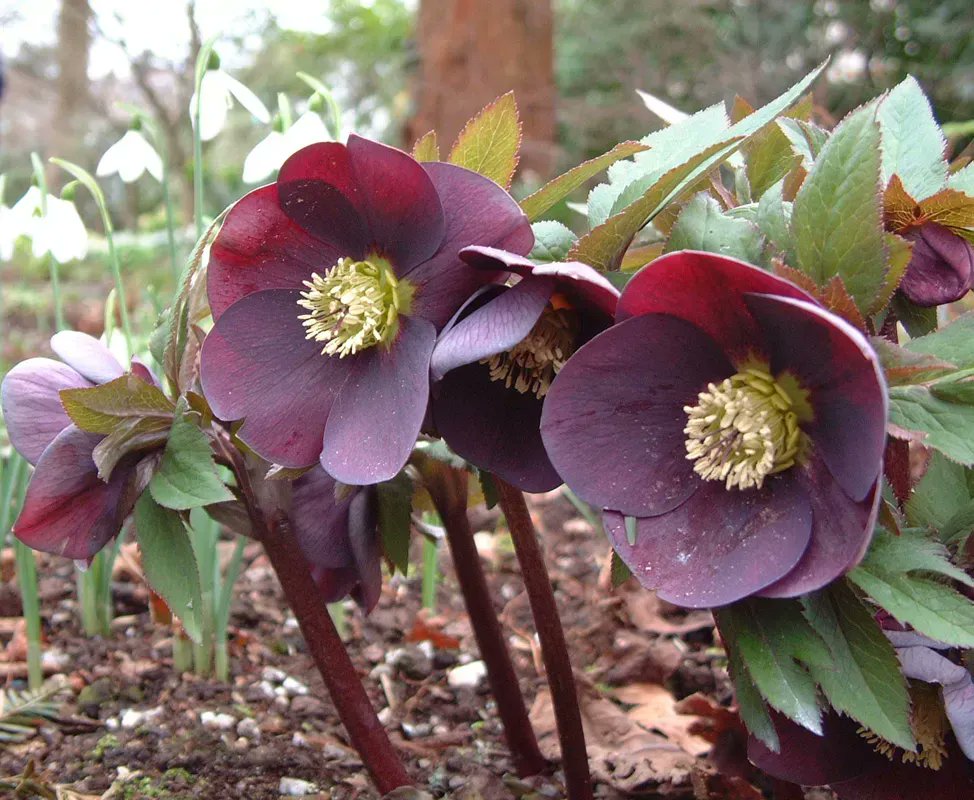#Hellebore Day @bosvigogardens takes place on Saturday 18th February 2023 from 10am to 4pm. The event, which is in aid of <a href="/ShelterBox/">ShelterBox</a>, will be declared open by <a href="/The_RHS/">The RHS</a> Chelsea Flower Show judge and #CGS Trustee, Nutty Lim #CornwallGardenSociety #CGS #CornishGardens #Spring