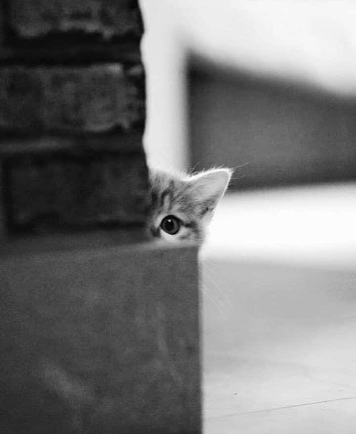 “Un gatto non farebbe mai amicizia con qualcuno che non è ben disposto verso di lui. I gatti non sbagliano mai sulle persone”.
Amos Oz
#festadelgatto