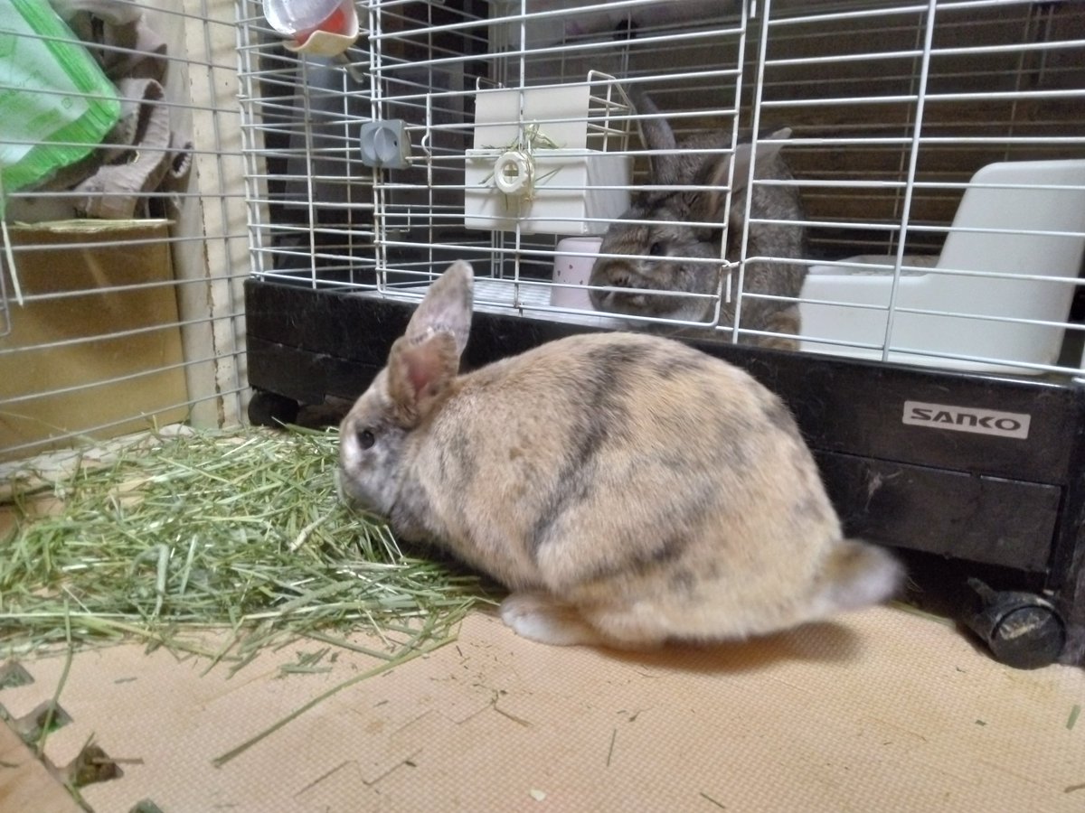 とうふう@ウサギヤシキのイナリ tweet media