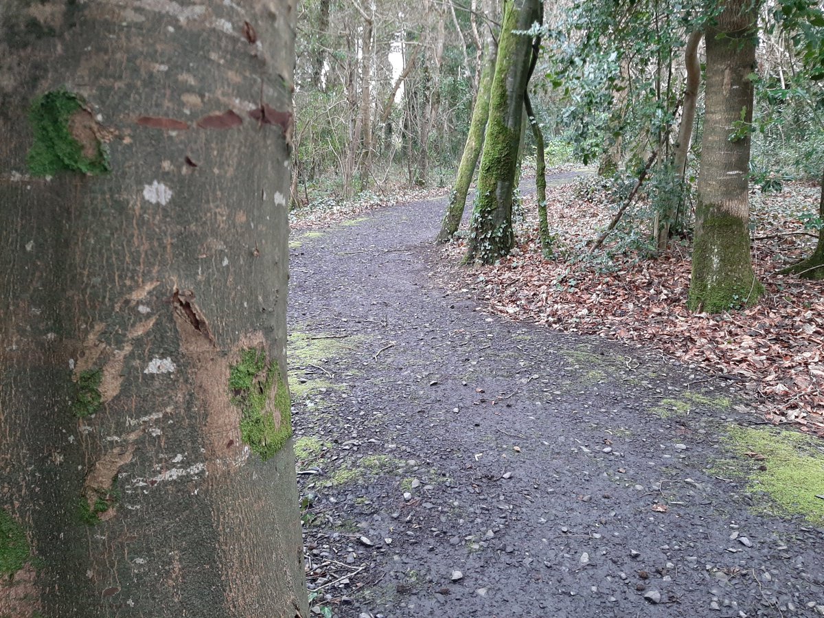 Aoife Bourke tweet media