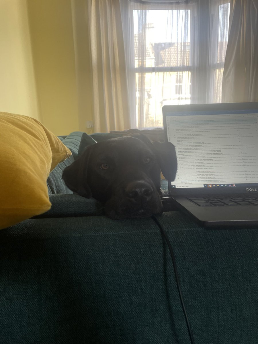 lucyvkearney's tweet photo. @comms2point0 Here’s my Dougie trying his best to distract me with his cuteness on a working from home day #Commspets https://t.co/AomcRrCqGF