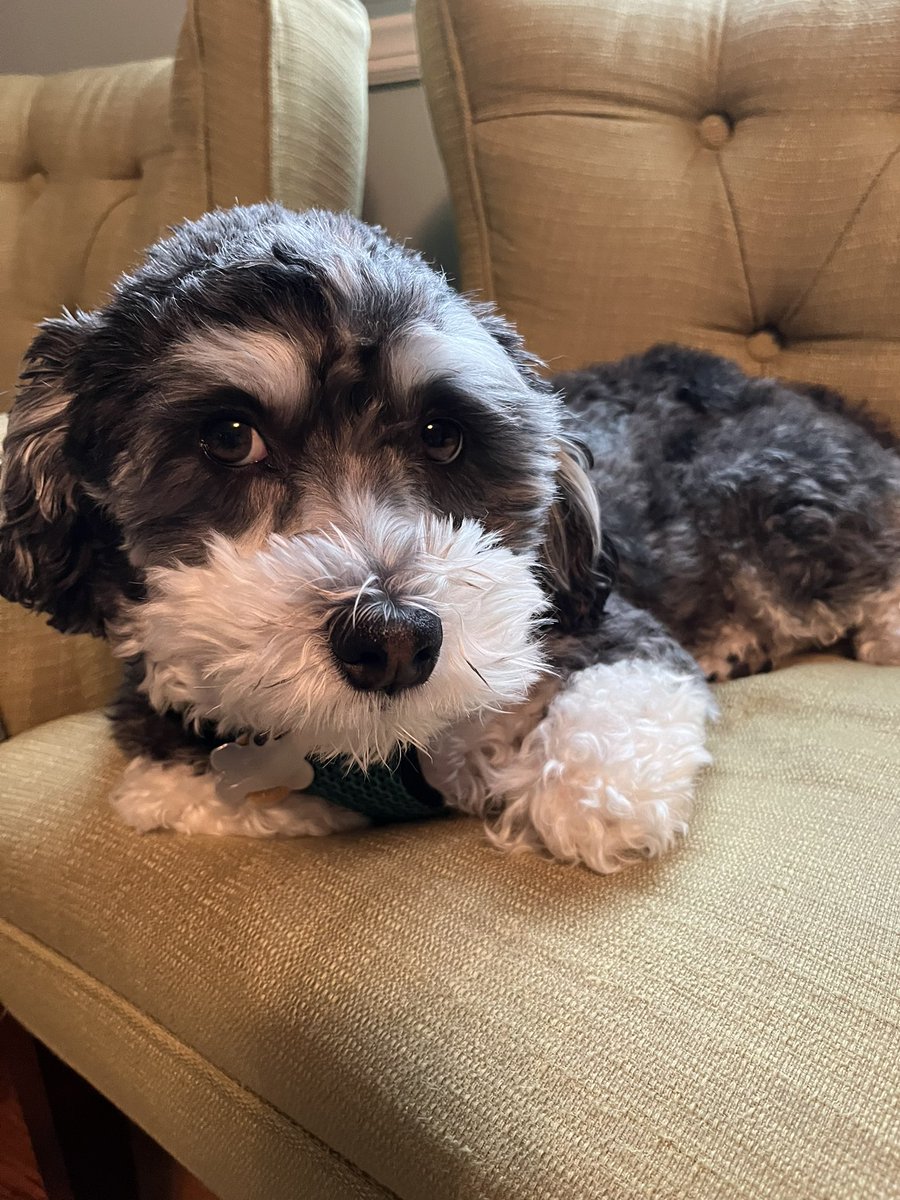 koda_bentley's tweet photo. It’s my birthday! I’m 5!! #thisis5 #happybirthdaytome #birthdayboy #DogsofTwittter #havanese 🎉🎉 https://t.co/RTMuo12OaN