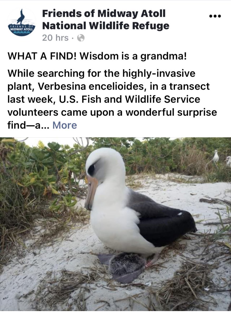 geemeff's tweet photo. Another grandchick for #WorldsOldestBird #Wisdom #Z333!! Her 2011 chick #N333 and mate #DH00 have just hatched a little one 🐣 #LaysanAlbatross #Albatross #birds #BirdsSeenIn2023
https://t.co/Fg2W37IVxJ https://t.co/7sZJyWpGYL