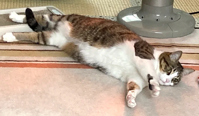 ストーブの前でゴロゴロする美少女さくら。#猫のいる暮らし 