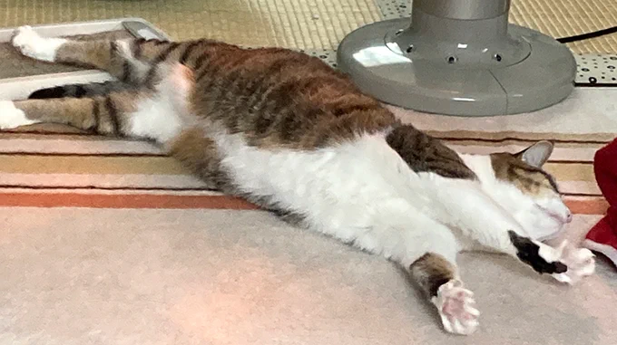 ストーブの前でゴロゴロする美少女さくら。#猫のいる暮らし 