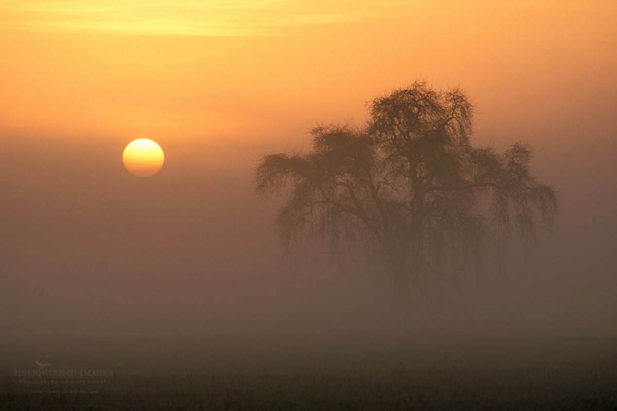 Good Morning. Lone tree on a winter sunrise through tule ground fog in the Central Valley, Merced County, California 

#California #centralvalley #weather #sunrise #landscapephotography
