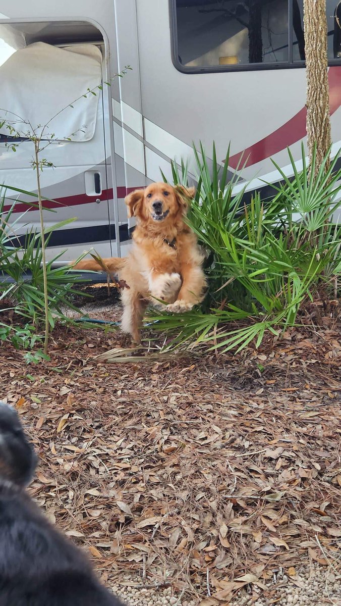 MechT26's tweet photo. @weatherchannel This is Freddy. He is happy he is on vacation in Louisiana instead of home in Buffalo where it is snowing. https://t.co/kNizWZ9RU7