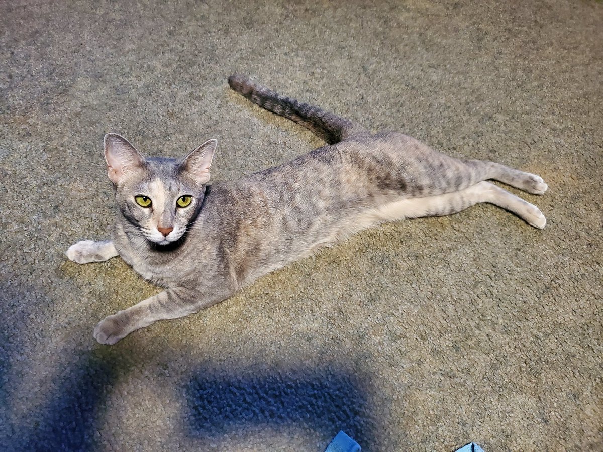 AdventuresSiren's tweet photo. Mom made me something extra special because I've been such a sweet girl! #CatsofTwittter 😻
https://t.co/fRCvWwiQCd https://t.co/k3dwcbSpUI