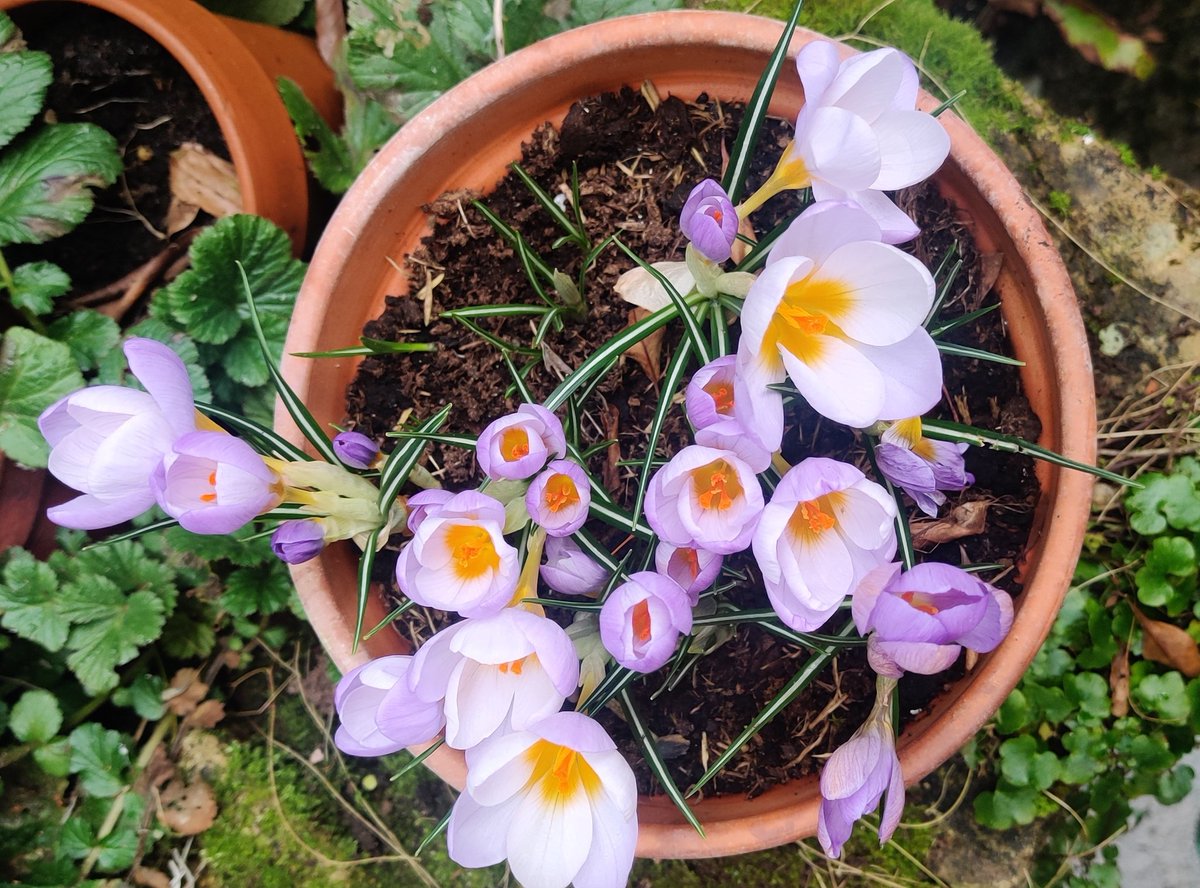 contraellani's tweet photo. I've been quiet on the gardening front because a) it's been messy and b) my little sprouts keep failing. But here are some glimmers of spring https://t.co/O2NZAOCRGs