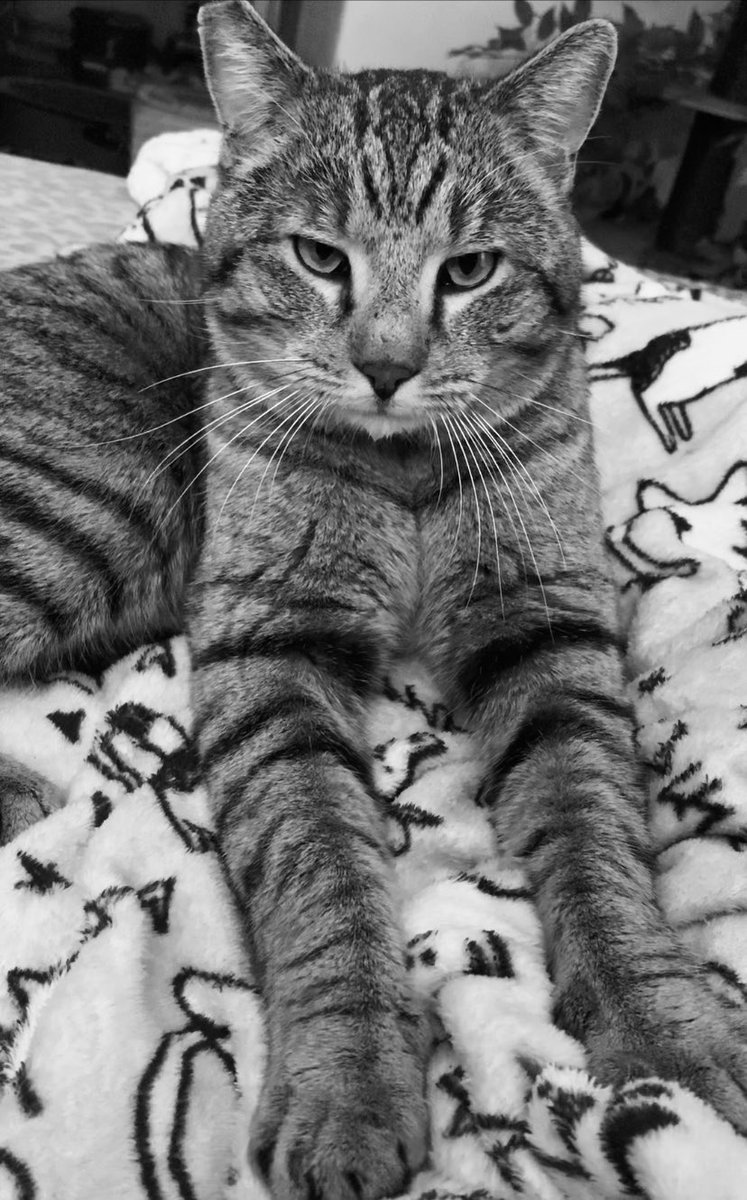 Happy #CatNoirFriday from Stripesy ❤️