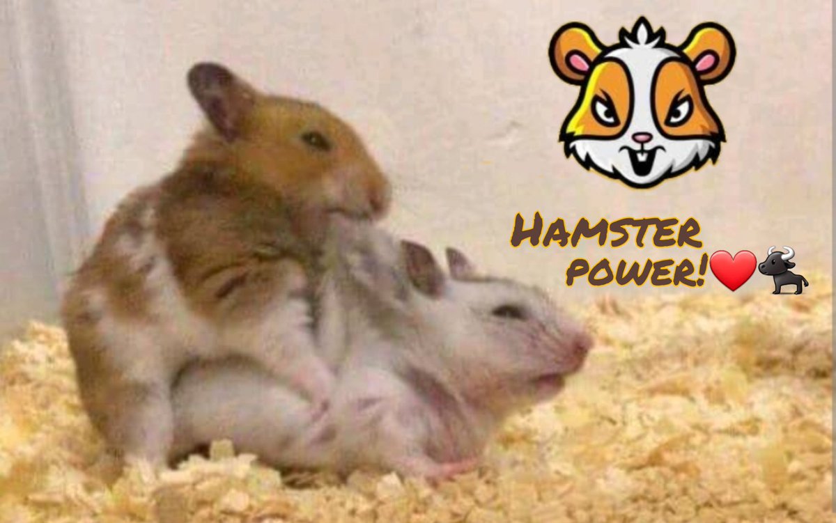 cheer up! each time we are more 👍 long live all brothers
Hamster ecosystem $HAM $CHEESE
#HamsterCoin #BnbChain #Nft #Metaverse
HamsterSwap:👉swaphamster.io
@_hamster_coin 
#Hamsterbull 
#Hamstercoin 🐹