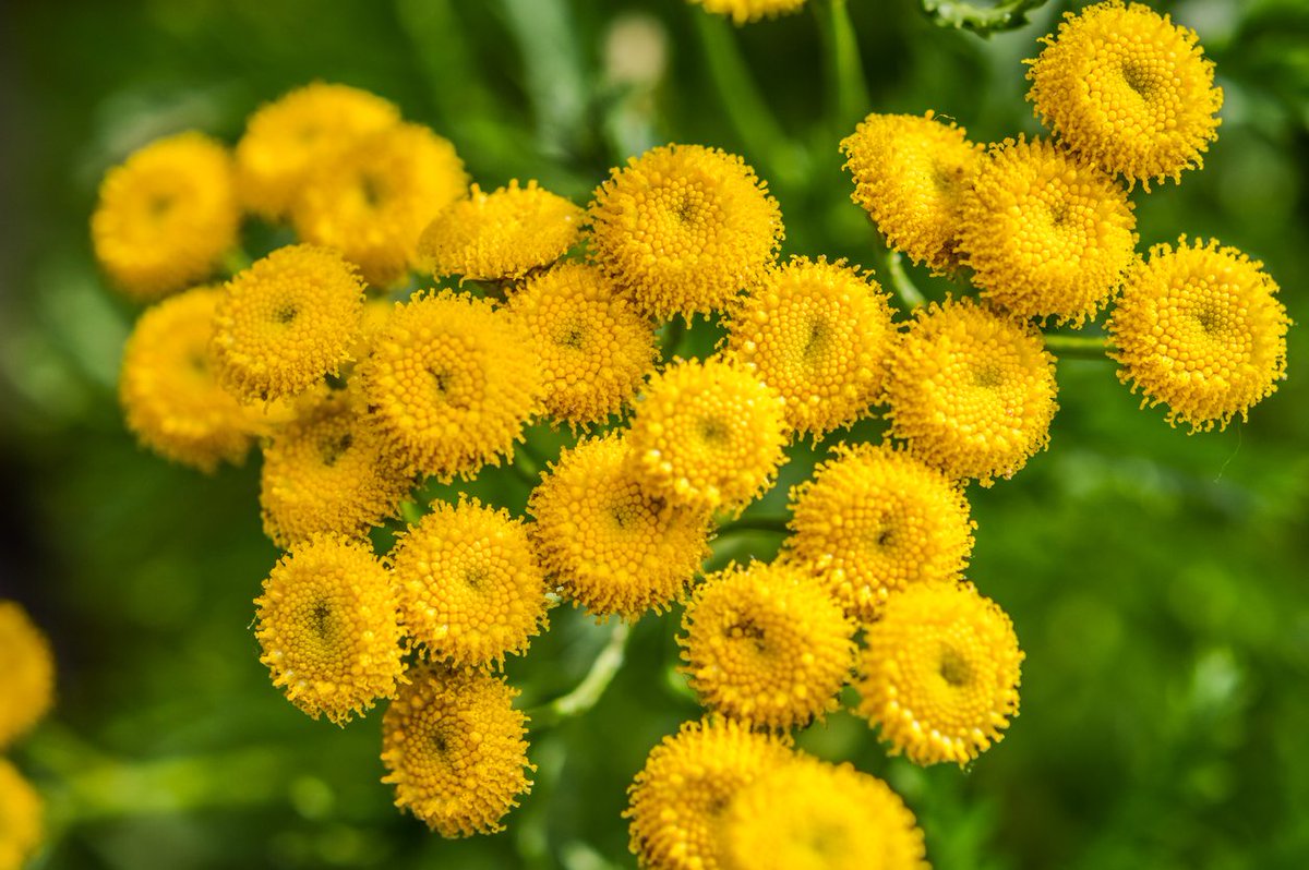 contraellani's tweet photo. The plan this year is to grow a few annuals (sweet peas definitely) but to focus mainly on my perennials and add a few more. My mind is set on growing Tansy - a medieval bitter herb and the maiden name of my grandmother. This one's for you Patricia 💛 https://t.co/XnOD1BMynW