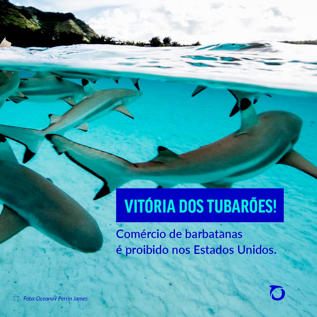 As populações de tubarões e raias diminuíram mais de 70% nos últimos 50 anos, segundo um estudo publicado pela revista Nature (2021). A comercialização das barbatanas é uma das principais causas da pesca excessiva que ameaça muitas populações de tubarões de extinção. ⬇️
