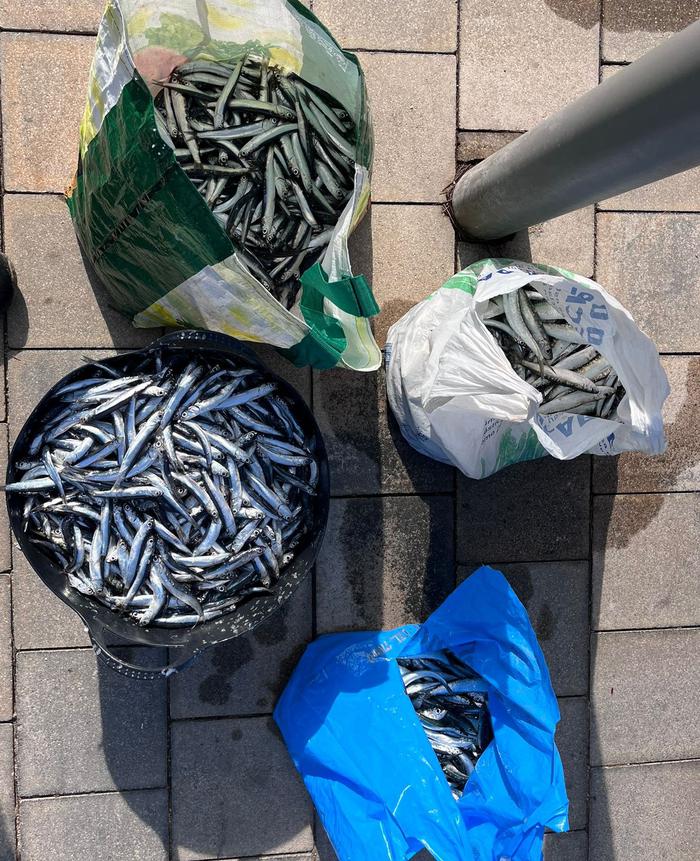 agriculturacat's tweet photo. ⛴️ Inspectors de pesca de la Generalitat, del Ministeri i @mossos comissen 88 kg de peix sense documentació al port de l'Escala.

🐟 L’objectiu d’aquesta actuació conjunta és acabar amb la comercialització fraudulenta del peix i la venda clandestina.

👉https://t.co/5FHOFjBBaP https://t.co/Mq3Iogqwfl