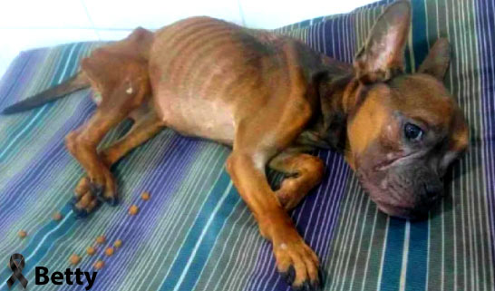 PlataformaALTO's tweet photo. Se busca al responsable de arrojar una perrita viva, en grave estado de desnutrición, a un carro de la basura en el barrio Santa Cruz-Medellín
Pese a los esfuerzos veterinarios, la perrita no sobrevivió😢. La @FiscaliaCol solicitó colaboración ciudadana para hallar al culpable RT https://t.co/0n0xucf2E1