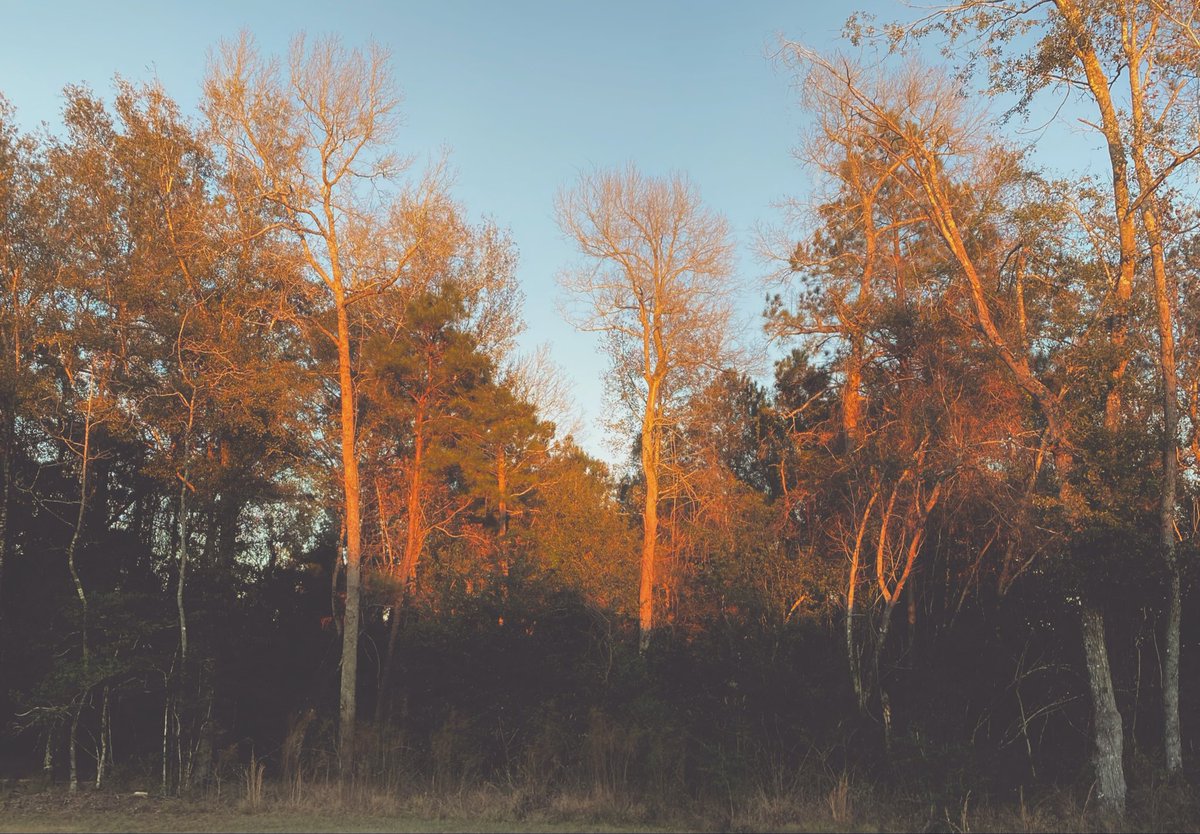 VeranoRae's tweet photo. Family Trees https://t.co/CCKJrRYlLI