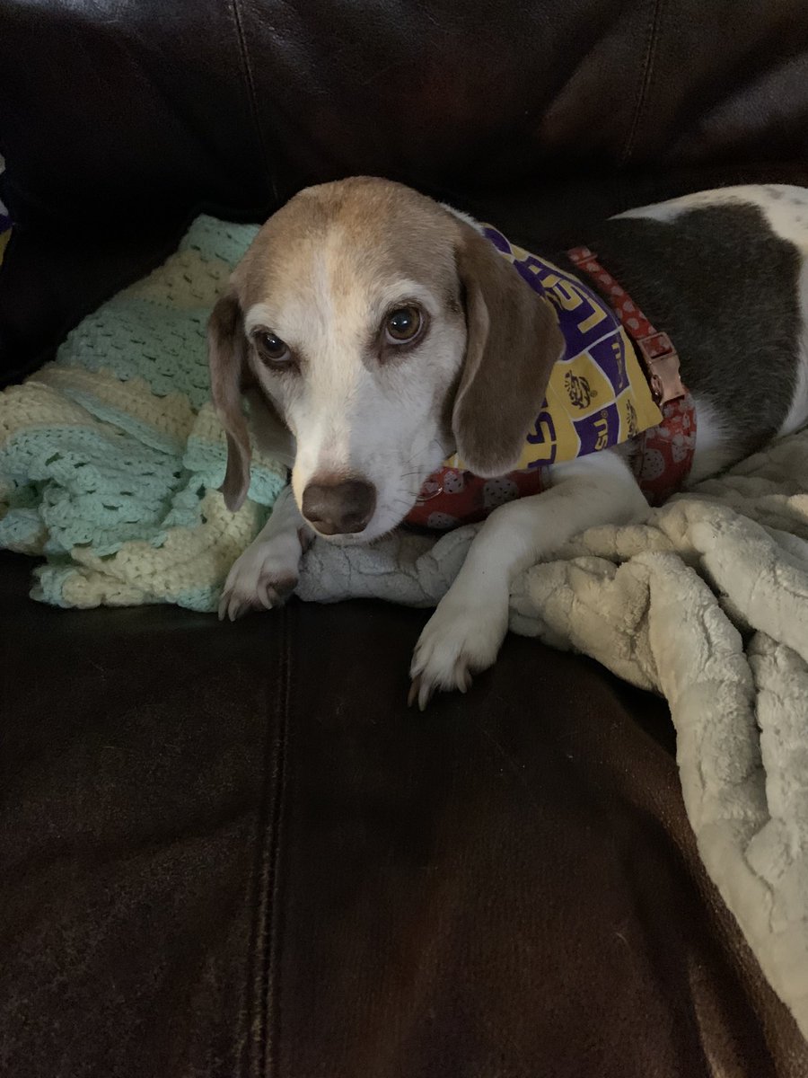 Happy Friday! 💜💛🐯⚾️