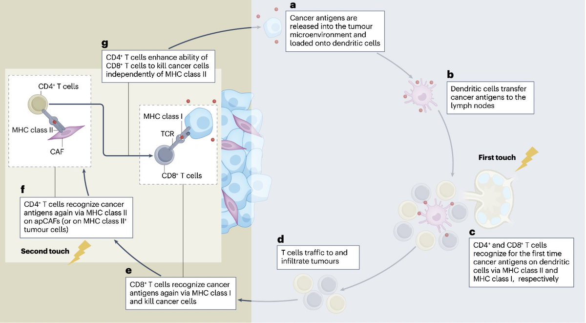 Two touches are better than one🤓 Our novel concepts on immune stimulating #mesenchymal cells across tissues <a href="/NatureRevCancer/">Nature Reviews Cancer</a> Plus a reworked model of the “Cancer Immunity Cycle”  based on antigen-presenting #fibroblasts and the “Second Touch Hypothesis”👉rdcu.be/c5PnQ