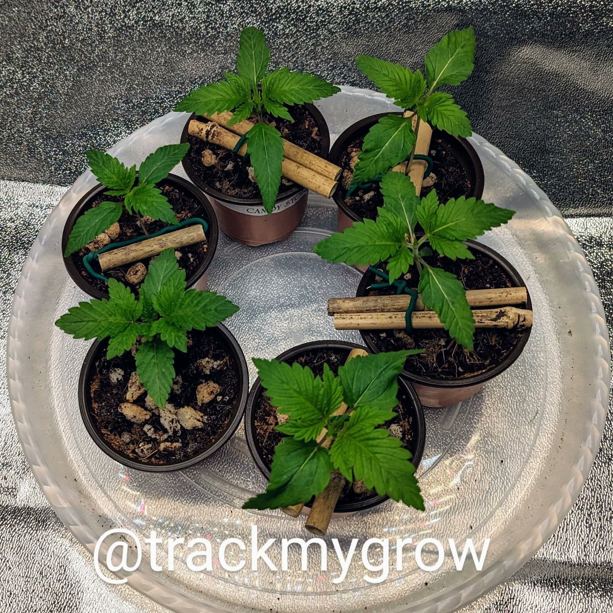 TrackMyGrow's tweet photo. Day: 17
Seeds: 
Tastebudz Genetics BlackBerry Moonrocks
Ethos Genetics Candy Store RBX
Ocean Grown Genetics Yoda Soda

Medium: Coco Coir with Perlite
Light: Bloomplus XP4000

#tastebudz
#ethos
#oceangrowngenetics
#generalhydroponics
#botanicare
#bloomplus
#photoperiod
#cannabis https://t.co/PYAwUalJf3