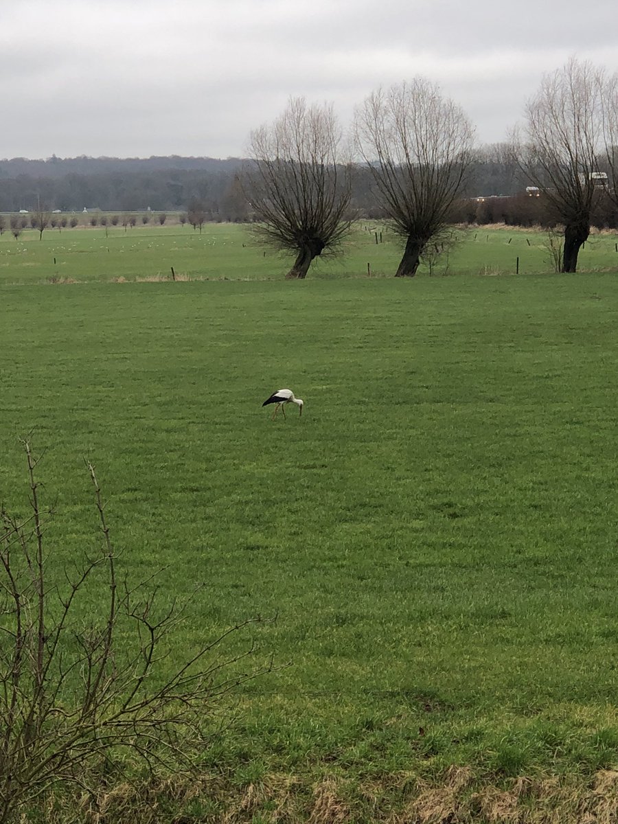 marijkerijksen's tweet photo. De eerste dit jaar. Spring is coming. #biljoen #Velp #Rheden https://t.co/6PKTB0xRwu