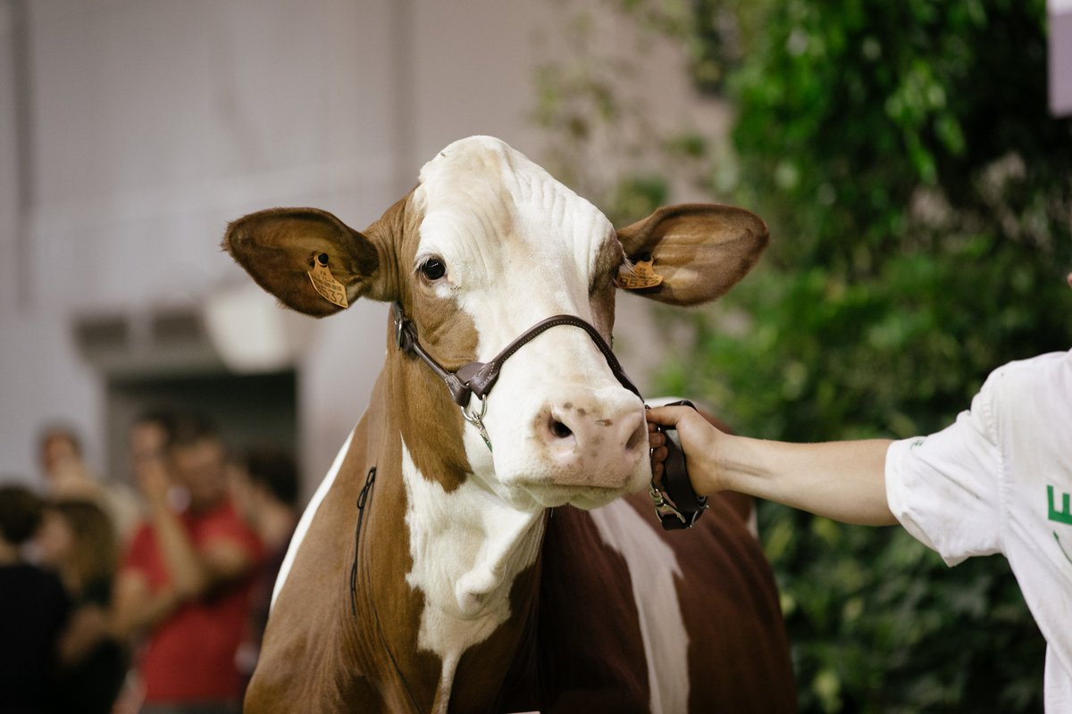 Retour en images sur les concours du #SPACE2022. Les visiteurs ont pu voir pendant ces 3 jours au SPACE plus de 550 bovins de 13 races différentes. 🐮