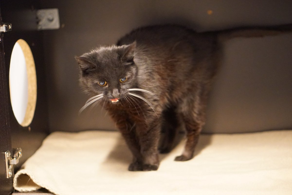 asielbruchem's tweet photo. Wie heeft er een plekje vrij voor dit ontzetten lieve senior (16) dametje?🥰

Lieve, kleine Doortje is na het overlijden van haar baasje bij ons in de opvang gekomen. 

Doortje houdt van mensen en vindt het fijn bij je in de buurt te zijn. 

https://t.co/pgidpawzN9 https://t.co/zfajp77dyI