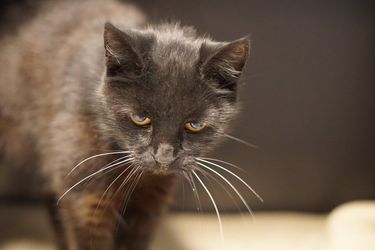 asielbruchem's tweet photo. Wie heeft er een plekje vrij voor dit ontzetten lieve senior (16) dametje?🥰

Lieve, kleine Doortje is na het overlijden van haar baasje bij ons in de opvang gekomen. 

Doortje houdt van mensen en vindt het fijn bij je in de buurt te zijn. 

https://t.co/pgidpawzN9 https://t.co/zfajp77dyI