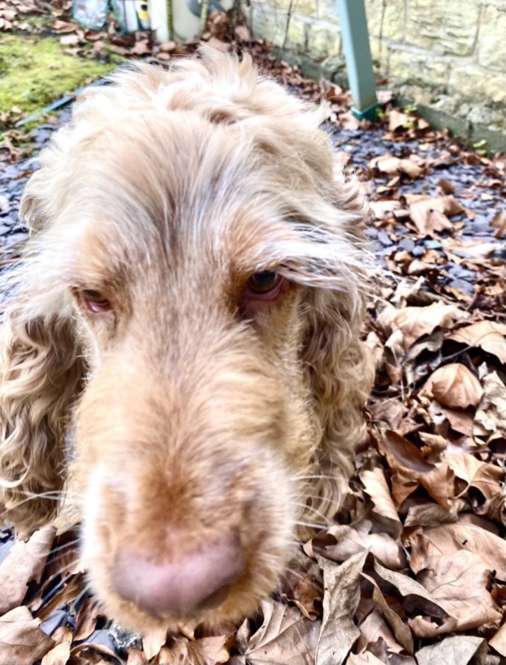 werrylettuce's tweet photo. Trying to hide my late lunch of Pesto and mozzarella panini from the dog with the longest eyebrows ever ! ππΆπ#dogstitting #itsabattle https://t.co/A9AmbUdzEE