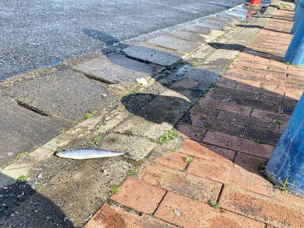 Shingo Potier ポチエ真悟 tweet media