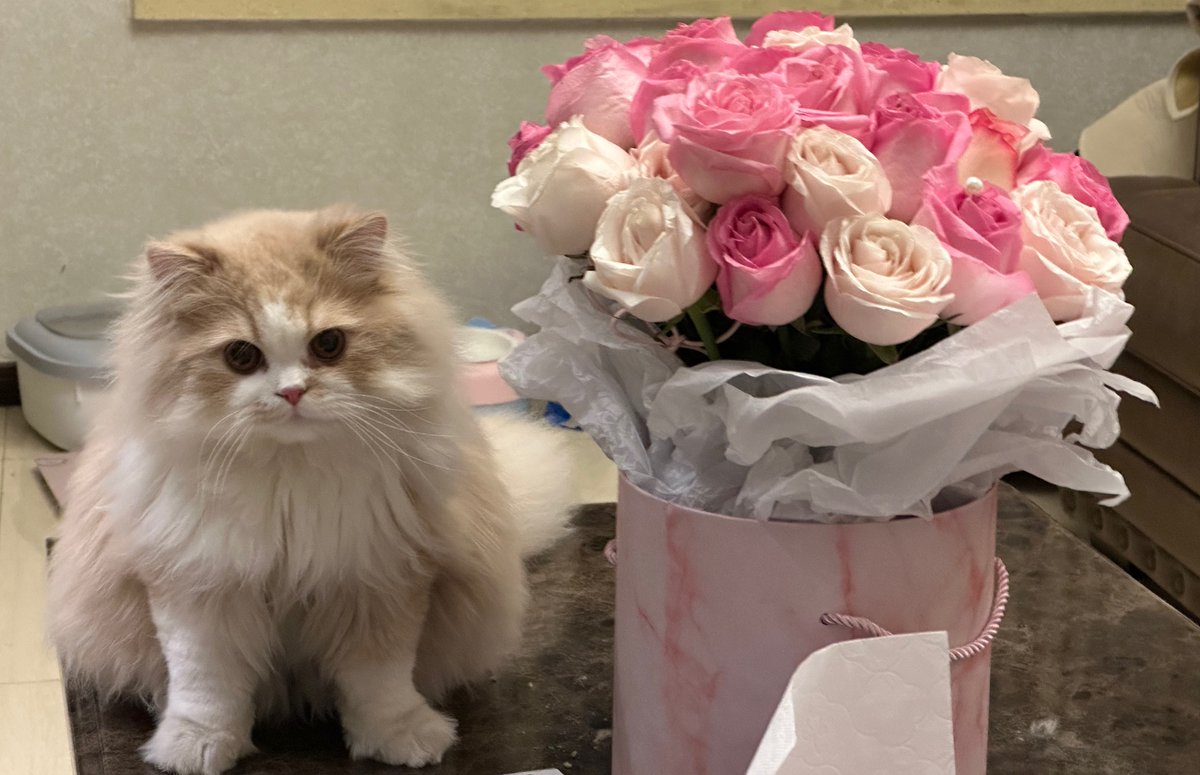 genexena's tweet photo. Adorkable cat,lovely flowers https://t.co/kmIfCxPSZ8