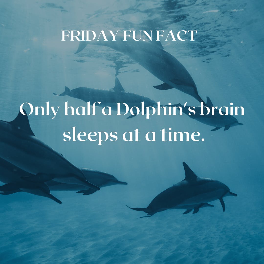 pamsavonshop's tweet image. #FRIDAYFUNFACT -- I sometimes wonder if my brain sleeps at all, especially when I can&apos;t sleep at night!!  #DolphinFacts #BrainProblem #AvonRep #pamsavonshop avon.com/repstore/pamwa…