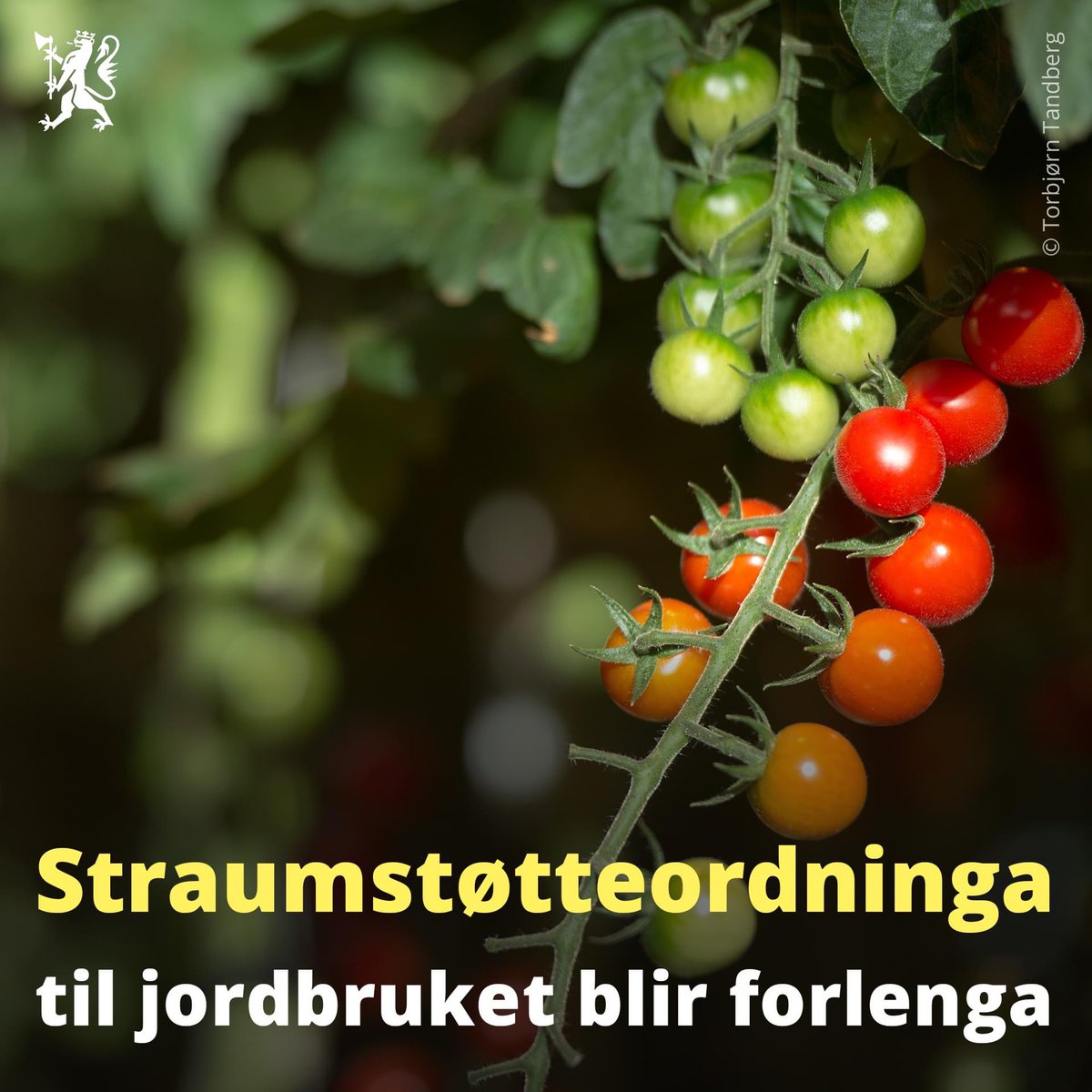 - Eg er glad for at vi har fått til ei vidareføring av straumstøtteordninga for jordbruksføretak, veksthus og vatningslag. Ordninga er avgjerande for å sikre norsk matproduksjon, og gir næringa føreseielege rammevilkår framover, seier landbruks- og matminister Sandra Borch.