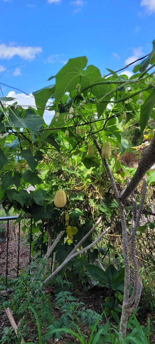 TeddyMiranda9's tweet photo. Creo que voy a comer chayote de mi huerto, me encantan rellenos con salami,queso y mozzarella al horno o cocidos con revoltillo de huevo y bacalao con aceite y achiote https://t.co/zKR27UyWwC