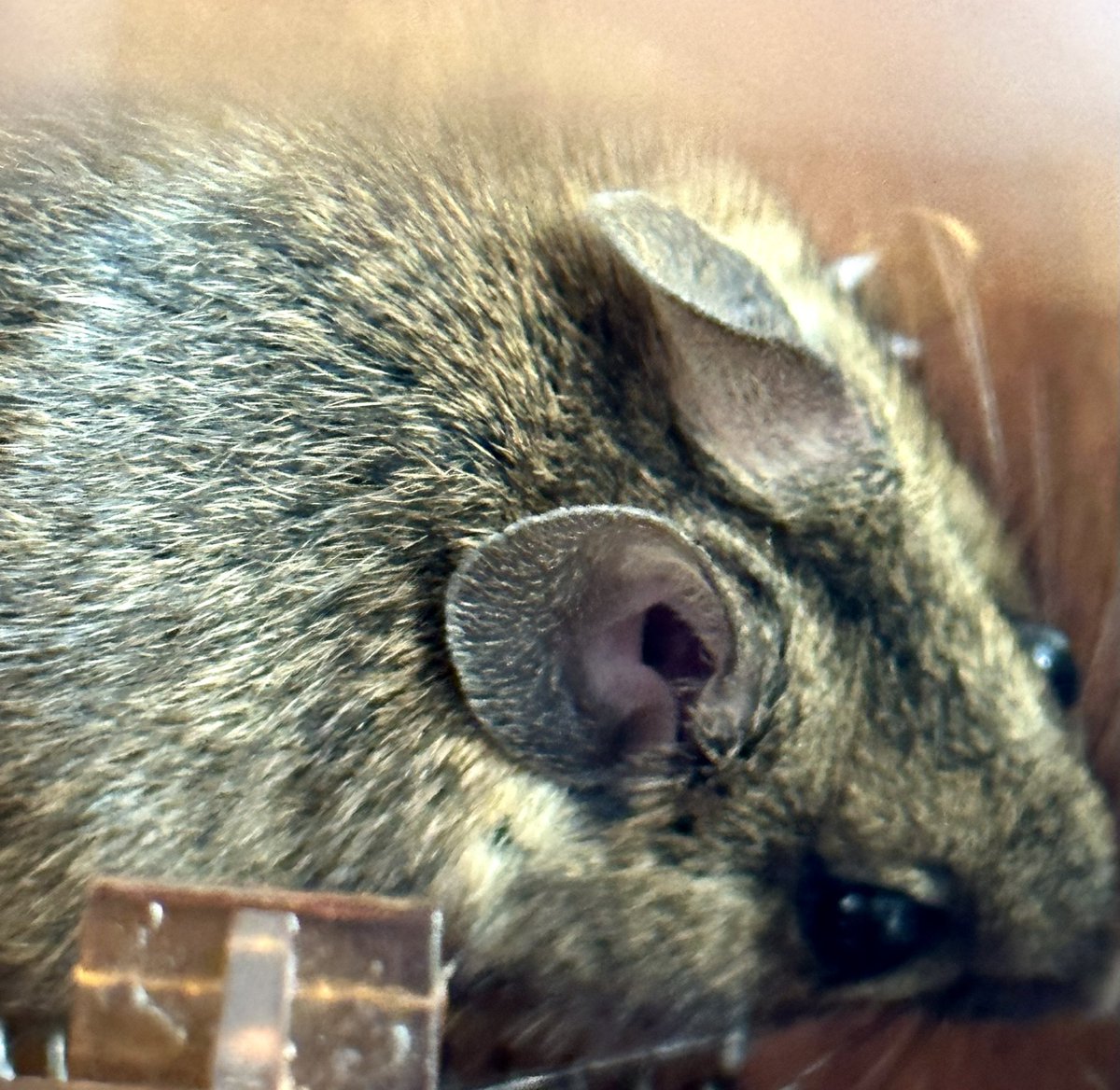 martynday's tweet photo. It took me a month to catch the mouse in the living room. In the last 3 days, i have since caught 7 more! The Kitchen has an entry point somewhere. It’s like they are throwing themselves at me. All released into long grass. Even their cuteness is starting to wear. #mices https://t.co/FrqrekIyl1