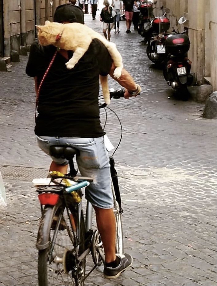 Rome cats are different #festadelgatto