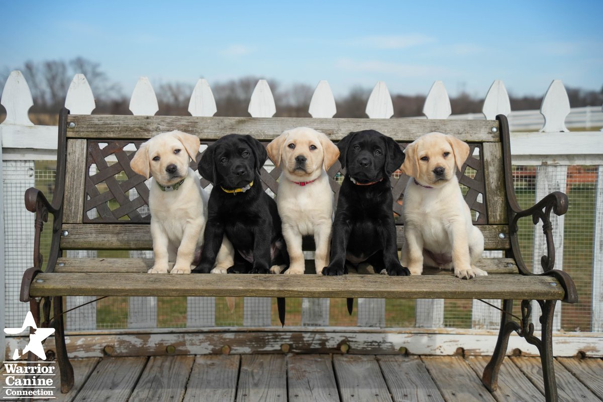 WarriorCanineCn's tweet photo. BENCH SHOT ALERT: Enjoy Jamie's litter's #BenchShots, including a few silly out-takes! Which picture is YOUR favorite? 🐾🐾 #FurTheLoveOfVeterans https://t.co/fNP1Rsn8AR