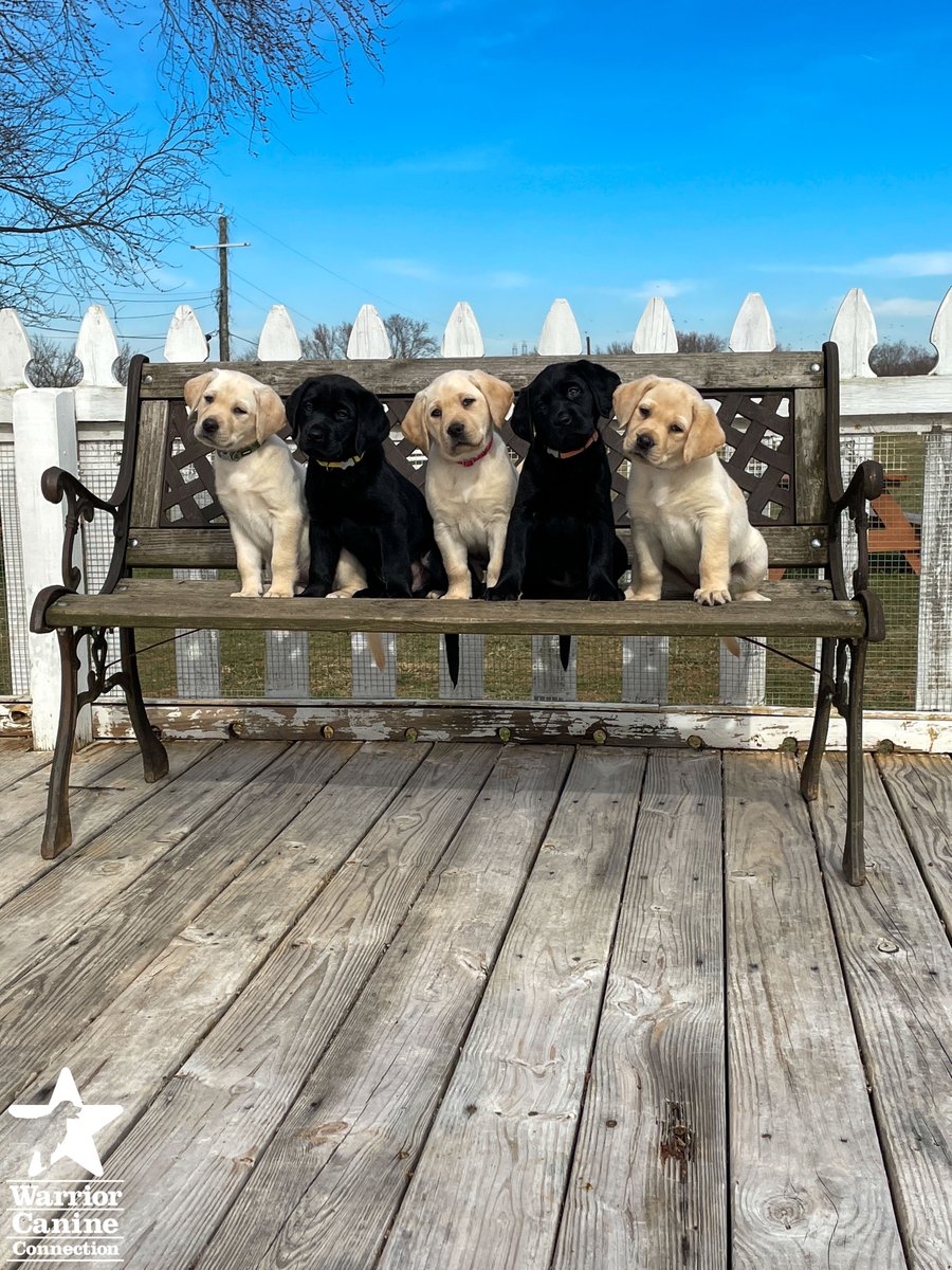 WarriorCanineCn's tweet photo. BENCH SHOT ALERT: Enjoy Jamie's litter's #BenchShots, including a few silly out-takes! Which picture is YOUR favorite? 🐾🐾 #FurTheLoveOfVeterans https://t.co/fNP1Rsn8AR