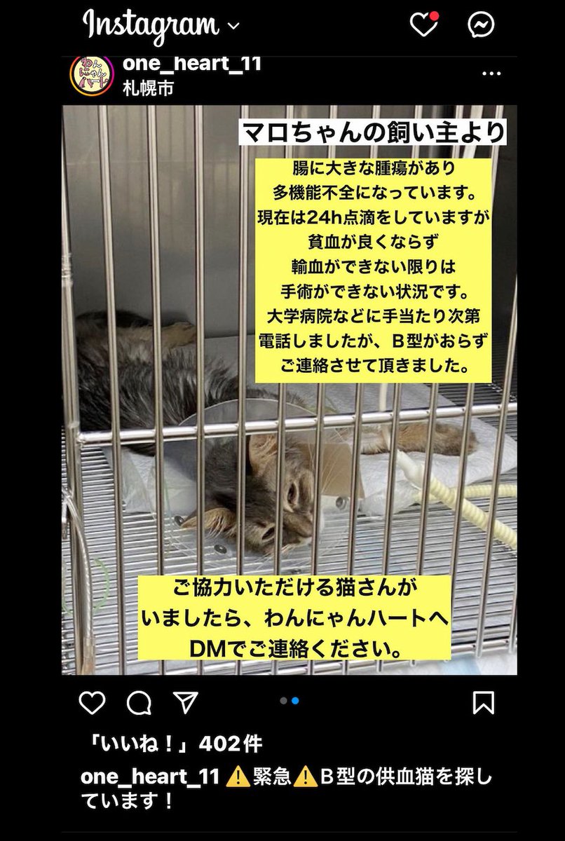 cshnn_1022's tweet photo. #拡散希望
#緊急
#供血猫
#Ｂ型の供血猫
#北海道
#江別
#わんにゃんハート https://t.co/wmFP0GYuMd