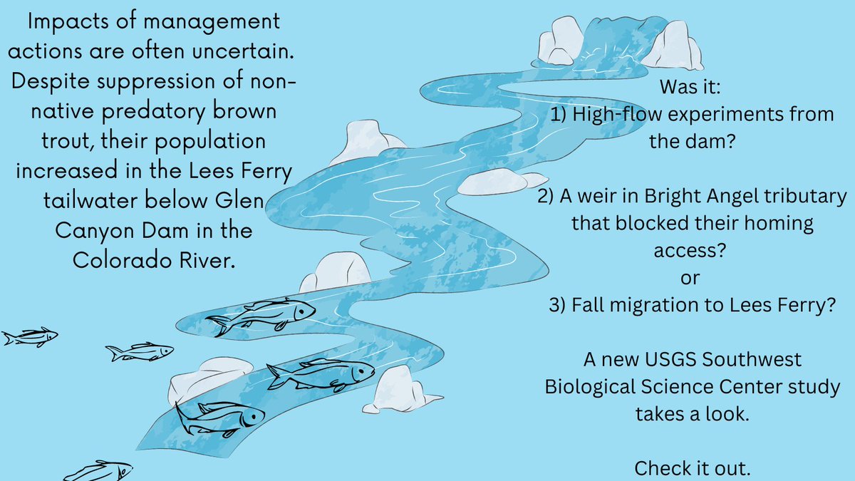 USGSAZ's tweet photo. #NewPub by #USGS_SBSC about #browntrout in the #LeesFerry #tailwater π
Learn more π https://t.co/ZMjNX6S91J
#FishFriday #nonnativespecies #GlenCanyonDam #ColoradoRiver #GrandCanyonScience π¦ https://t.co/qRFMmtyzTv