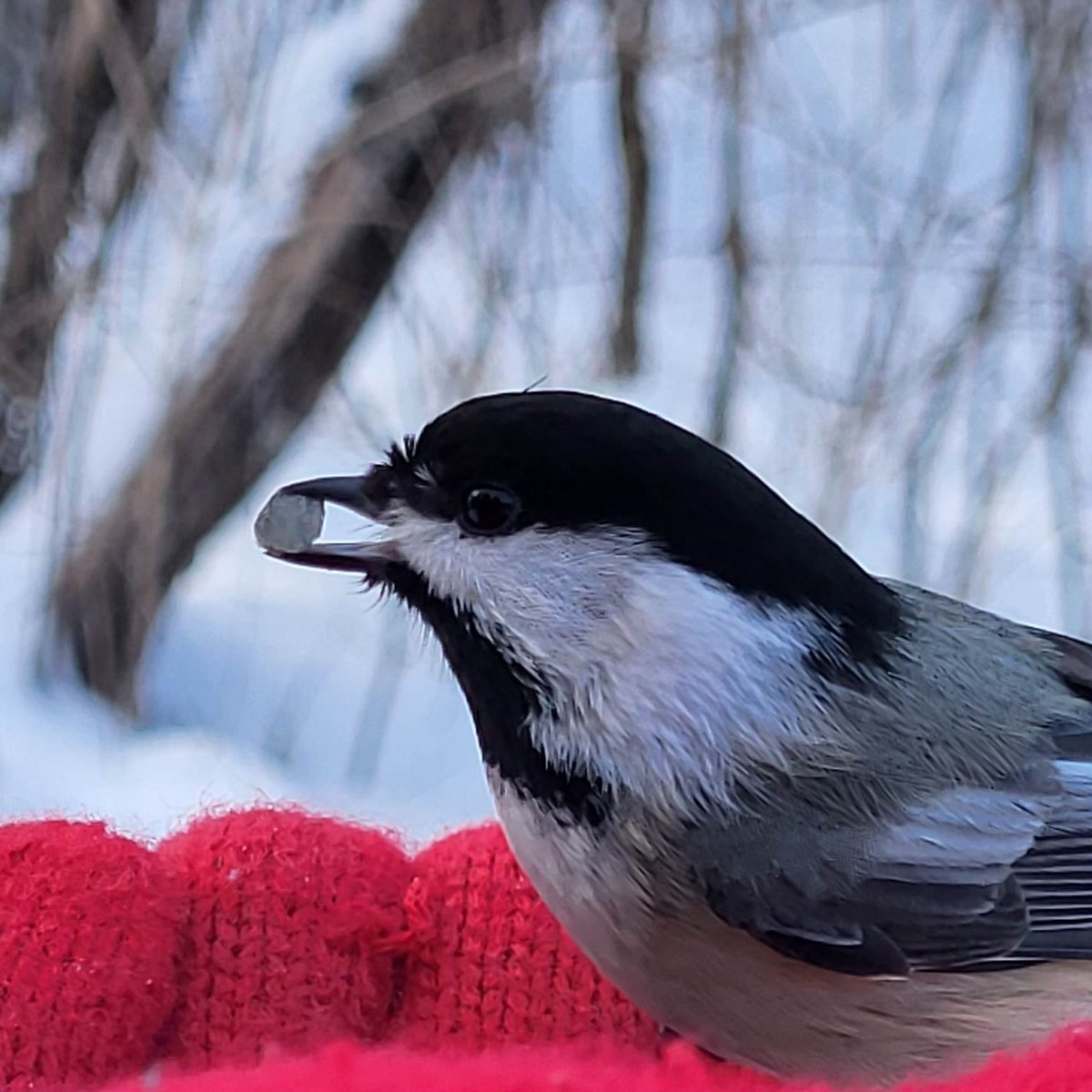 North_Grenville's tweet photo. Today kicks off the Great Backyard Bird Count 🐦 Connect to birds and nature from February 17th - 20th from any of your favourite places.   To participate in identifying and counting them, you can visit https://t.co/iMzthYsQrr 

@BirdsCanada #AudubonSociety #BackyardBirdCount https://t.co/7SN44rz62O