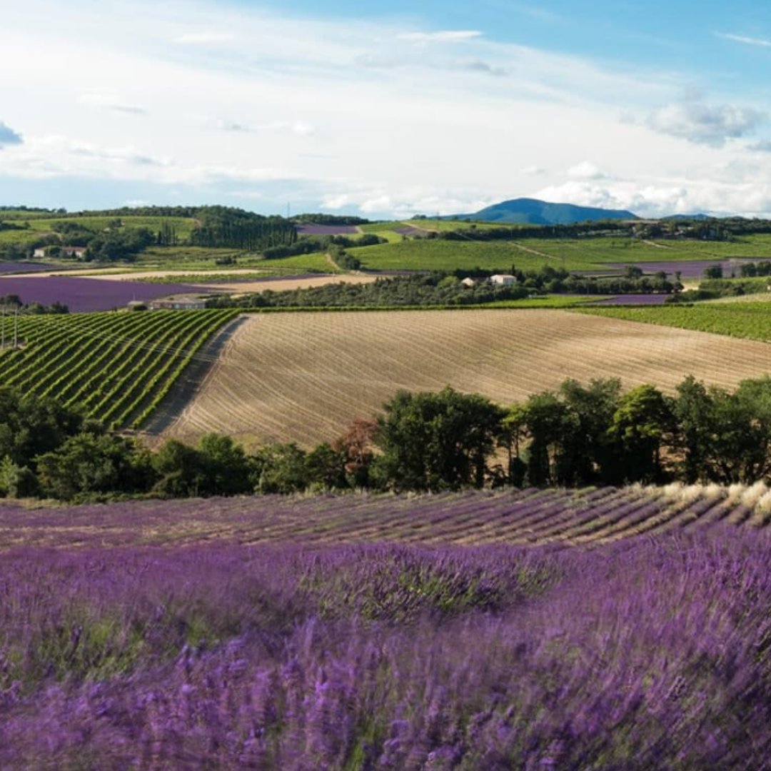 Roberson Wine tweet media