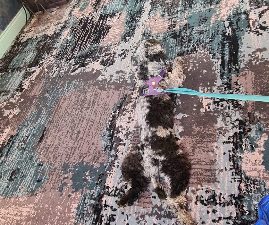 When you blend in so well, no one can find you!  😂 😂 😂
#Invisible #BlendingIn #Camouflage #HidingInPlainSight #WhereAmI #LostAndFound #Dog