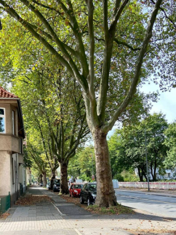 mariuskarma's tweet photo. Vieleicht kann sich dier #Bundeskanzler die Bäume anschauen anstatt #MSV.
So sehen gesunde Bäume aus, die dumme Leute fällen lassen damit dort noch mehr Autos rasen können.
#Duisburg #Radio #Scholz #Umwelt #Urbane #Städteentwicklung #Tree https://t.co/A4E7aD6jHU