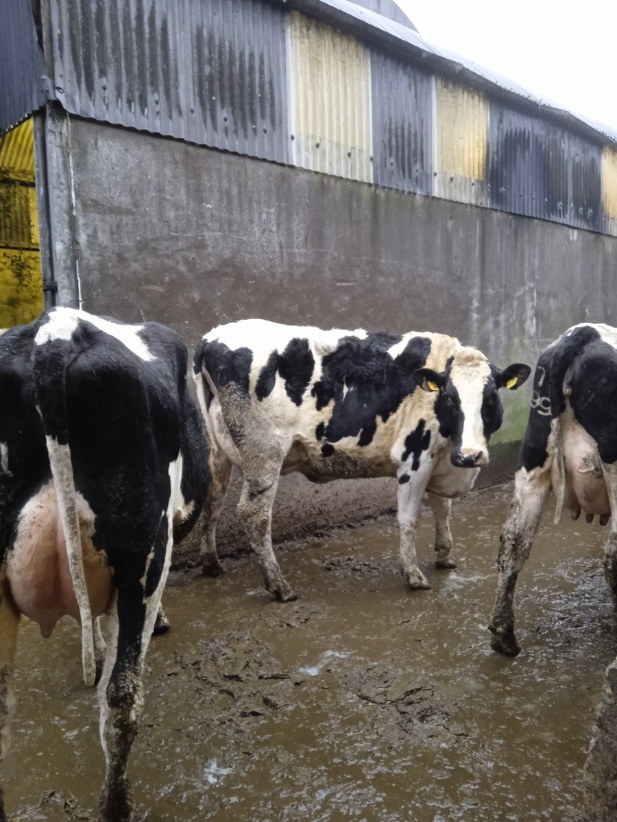 A few heifers for sale in #carnew mart next Thursday the 23rd