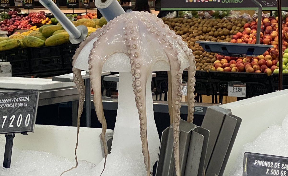 1. Para que el cuerpo de este animal capturado por pesca industrial llegue hasta un plato, se debe producir una gran depredación del océano y una altísima demanda de energía en cadenas de frío. Si usted consume animales de mar comparto algunas sugerencias respetuosas: