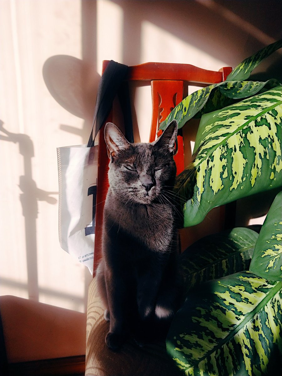 Happy FreakyFriday ✨

She is Gatuna, our official FreakyPet. Isn't she cute? 

Show us your FreakyPet!🐾💕