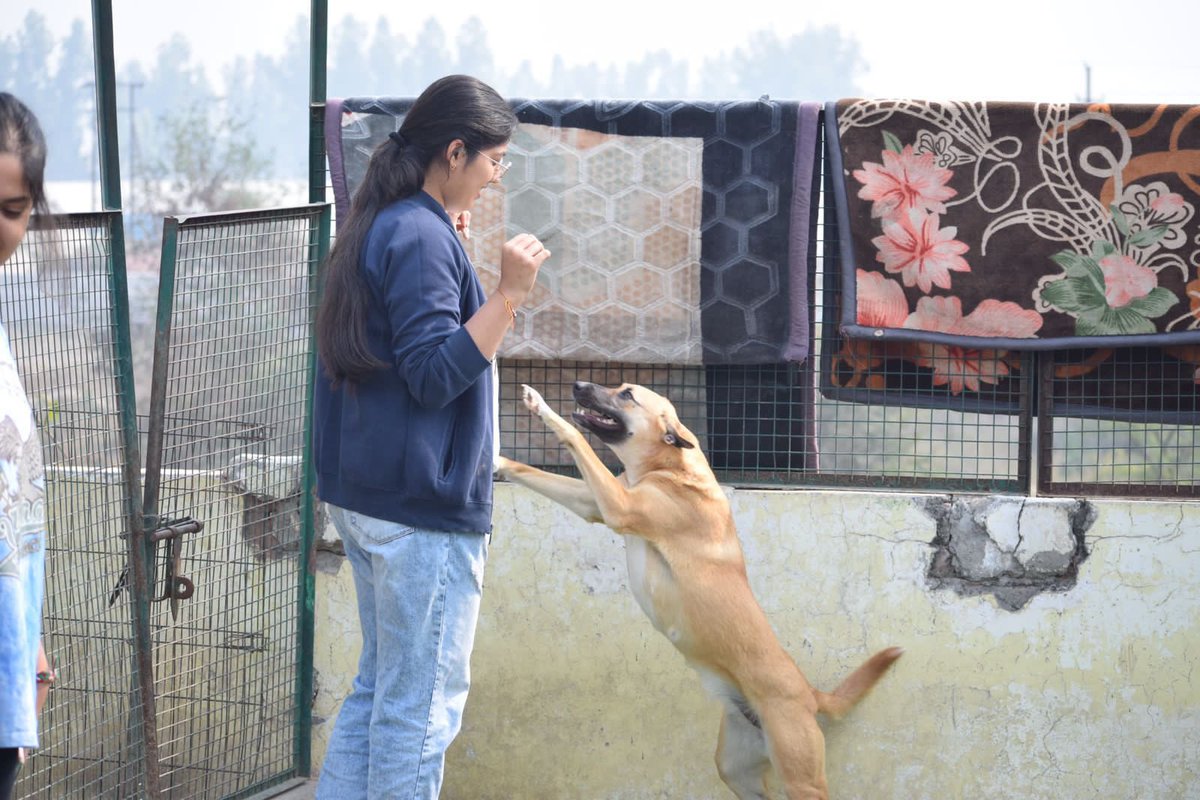 kawfoundation's tweet photo. A day at KAW is always filled with love and hope!

While most people hold shelters to be places filled with pain &amp; misery, they are much contrary to this largely held misconception.

Full post:
https://t.co/tvZZxv1q2x
#Love #FYP #dog #HEAVEN https://t.co/JUXItnkukY