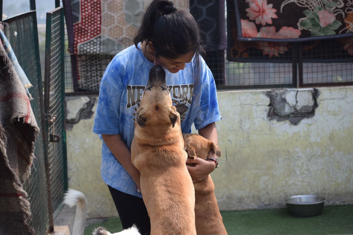 kawfoundation's tweet photo. A day at KAW is always filled with love and hope!

While most people hold shelters to be places filled with pain &amp; misery, they are much contrary to this largely held misconception.

Full post:
https://t.co/tvZZxv1q2x
#Love #FYP #dog #HEAVEN https://t.co/JUXItnkukY