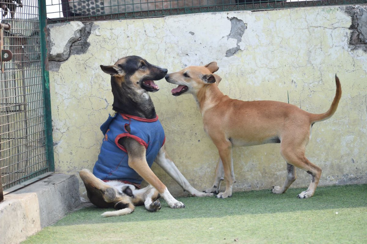 kawfoundation's tweet photo. A day at KAW is always filled with love and hope!

While most people hold shelters to be places filled with pain &amp; misery, they are much contrary to this largely held misconception.

Full post:
https://t.co/tvZZxv1q2x
#Love #FYP #dog #HEAVEN https://t.co/JUXItnkukY