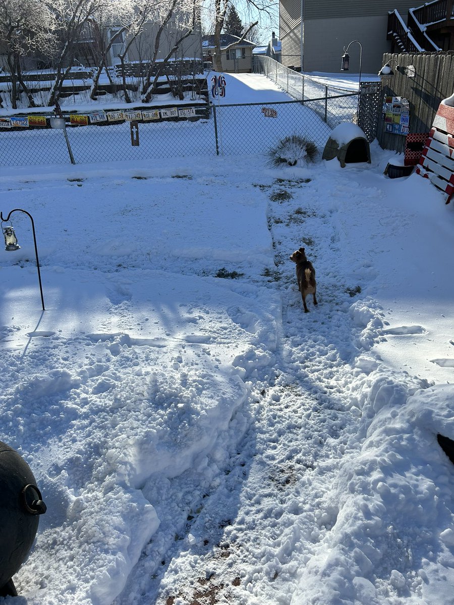 urbs2332's tweet photo. The post Snomageddon ‘Poop Loop’ for the dogs!  #smallDogProblems https://t.co/2bbkauIglu